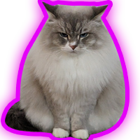 6 months member badge